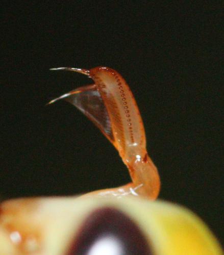 Réf. 337 273 : Corixa punctata